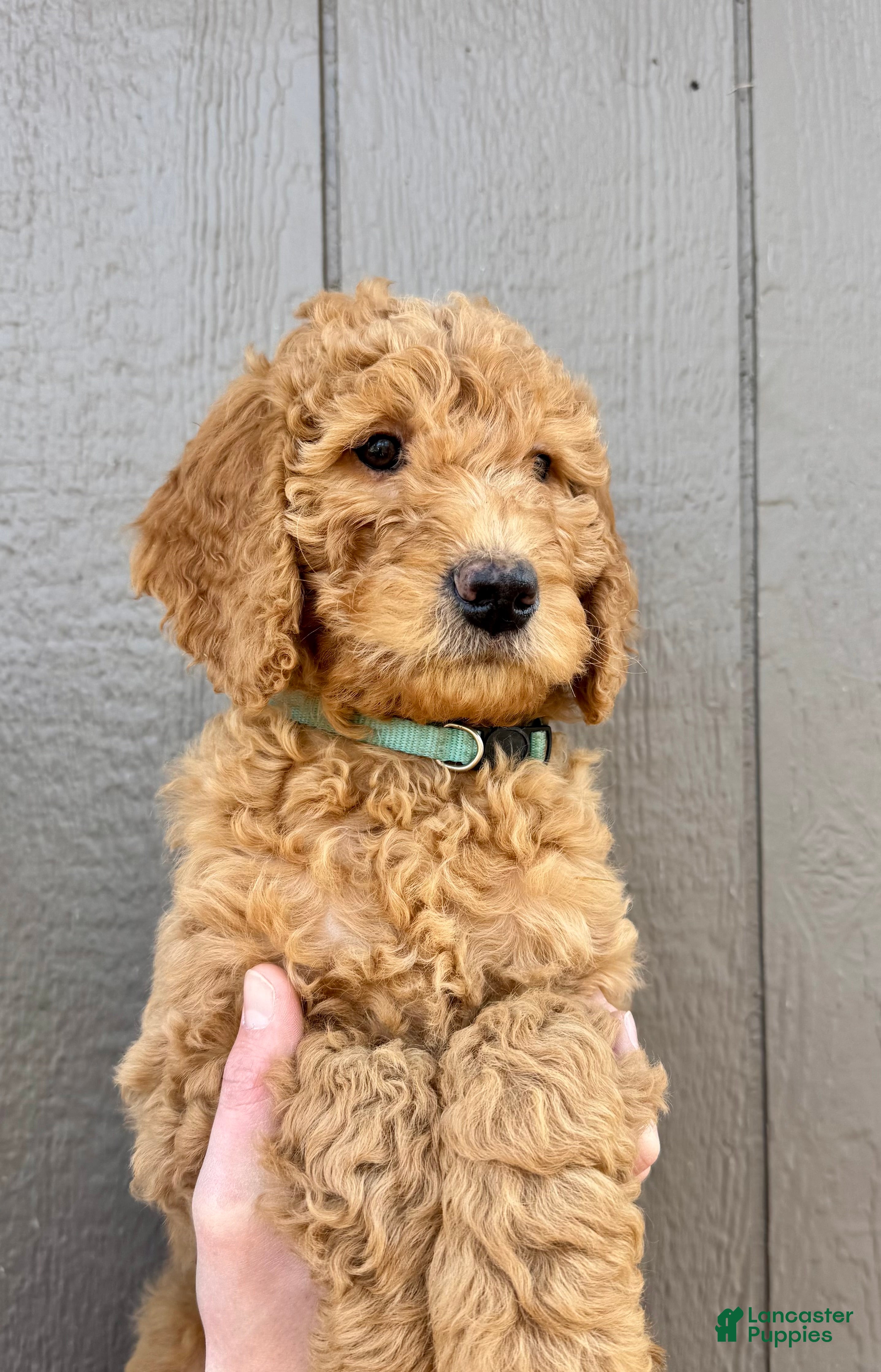 Goldendoodle dogs Lester  - Ad 37