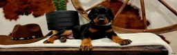 Doberman Pinscher dogs for sale: Doberman Pinscher Puppy 3 - Ad 7