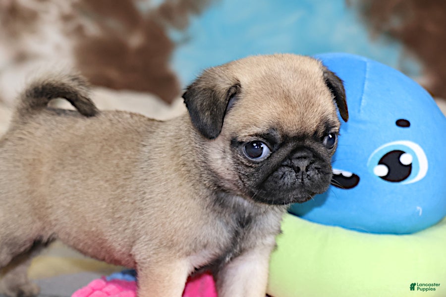 Pug dogs Sierra - Ad 1