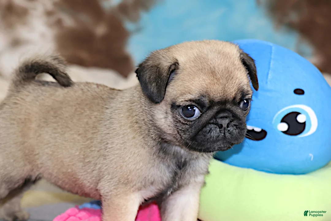 Pug dogs for sale: Sierra - Ad 1