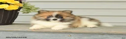 Pomeranian dogs for sale: Godwin - Ad 3
