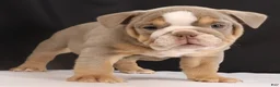 English Bulldog dogs for sale: Tucker - Ad 4