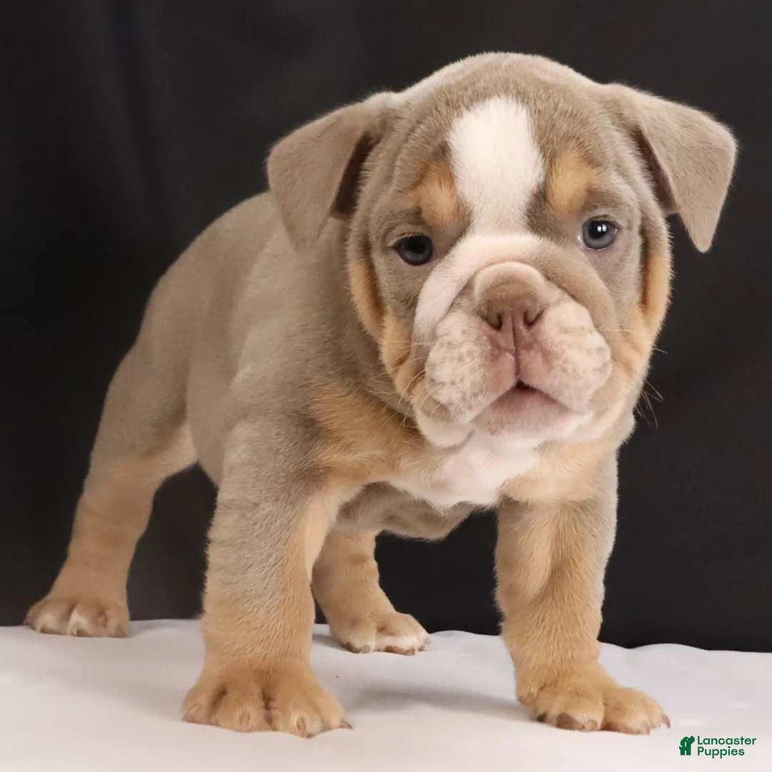 English Bulldog dogs for sale: Tucker - Ad 4