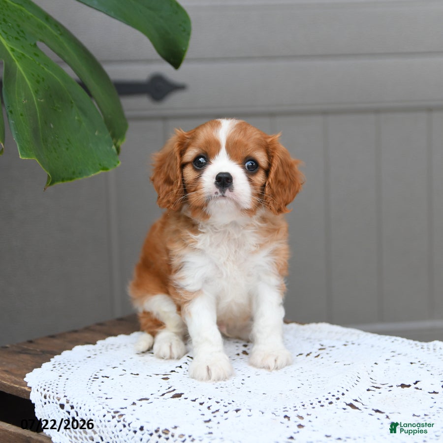 Cavalier King Charles Spaniel dogs Brody - Ad 1