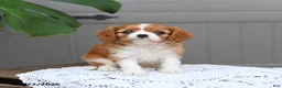 Cavalier King Charles Spaniel dogs for sale: Brody - Ad 1