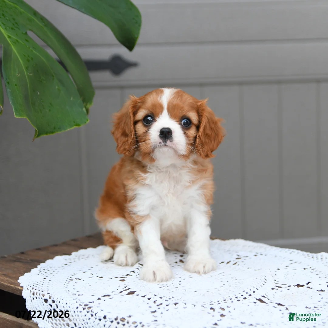 Cavalier King Charles Spaniel dogs for sale: Brody - Ad 1
