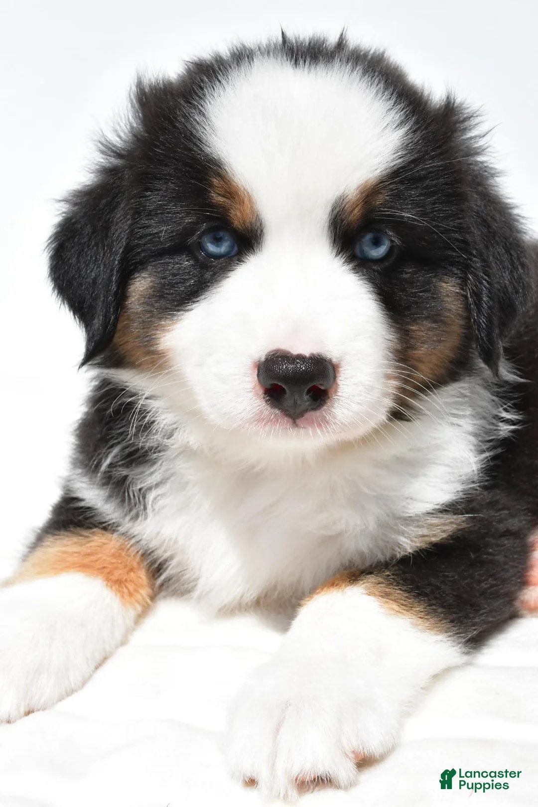 Miniature Australian Shepherd dogs for sale: Snoopy - Ad 2