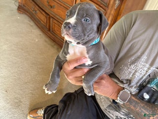 American Bully dogs - Ad 15