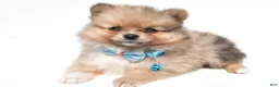 Pomeranian dogs for sale: Snoopy - Ad 1