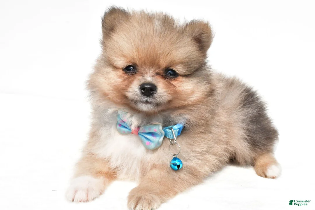 Pomeranian dogs for sale: Snoopy - Ad 1