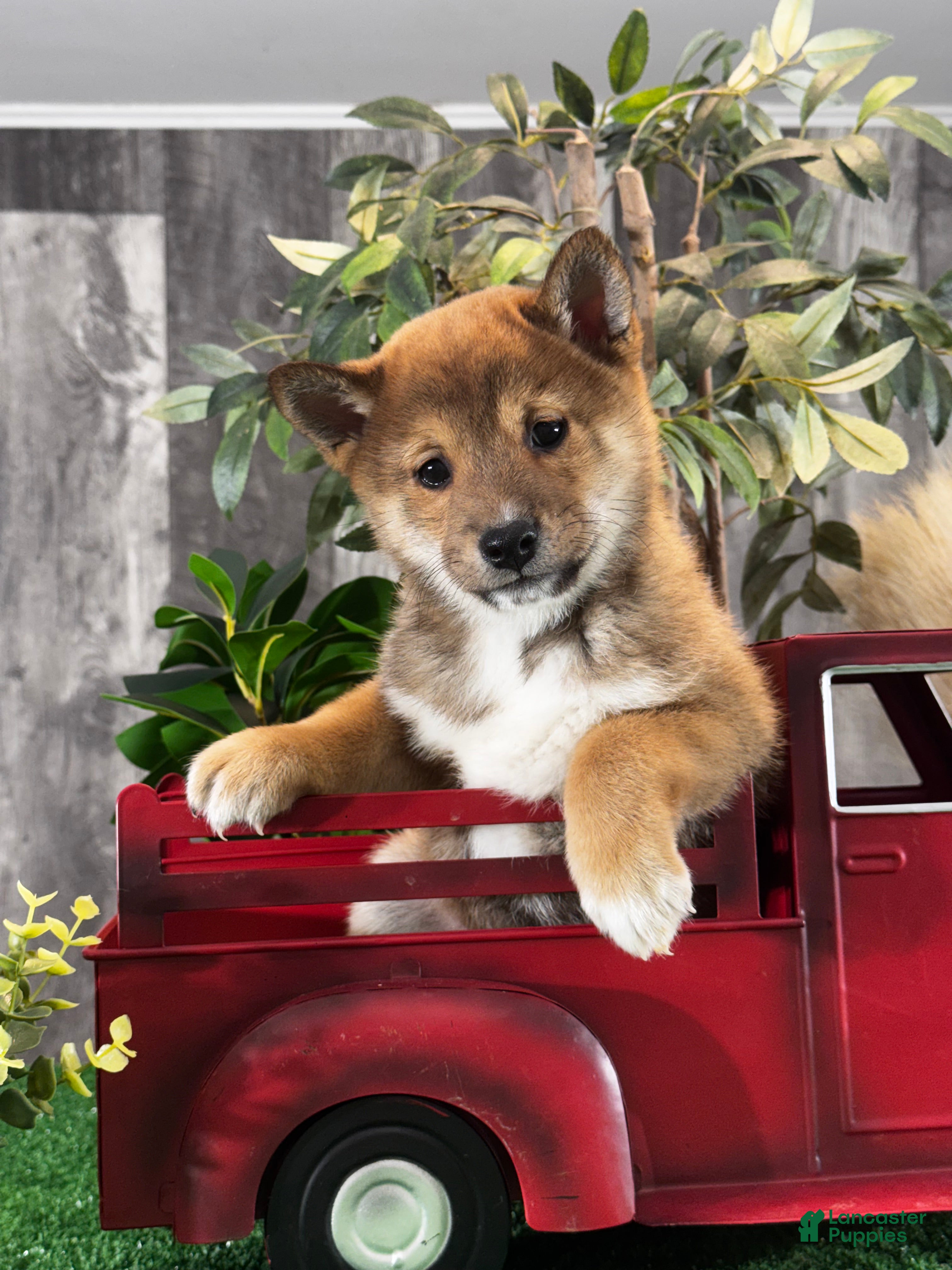 Shiba Inu dogs Ike  - Ad 5