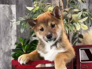 Shiba Inu dogs Ike - Ad 5