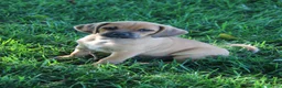 Puggle dogs for sale: Silverado - Ad 4