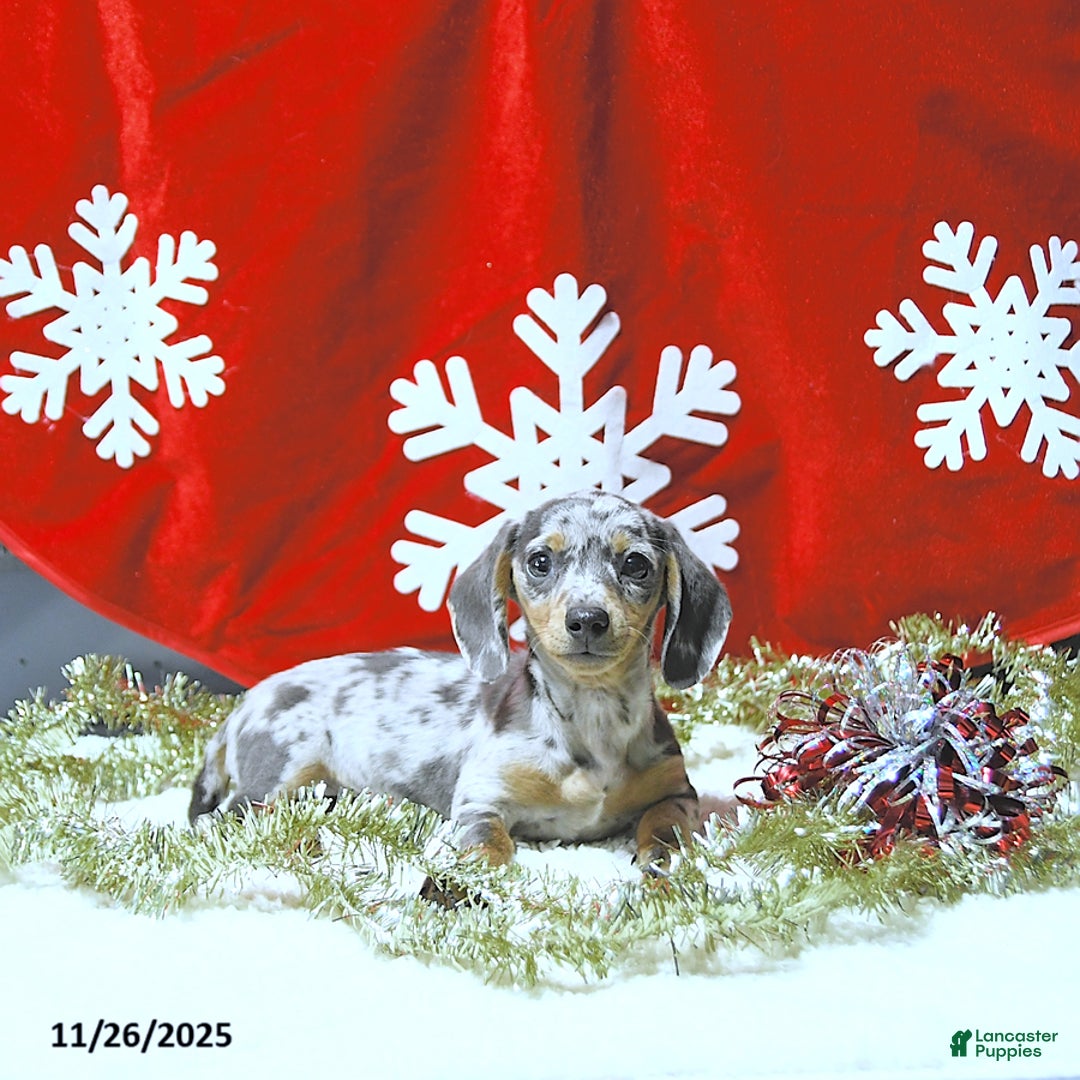 Miniature Dachshund dogs for sale: Jessa RARE COLOR - Ad 4