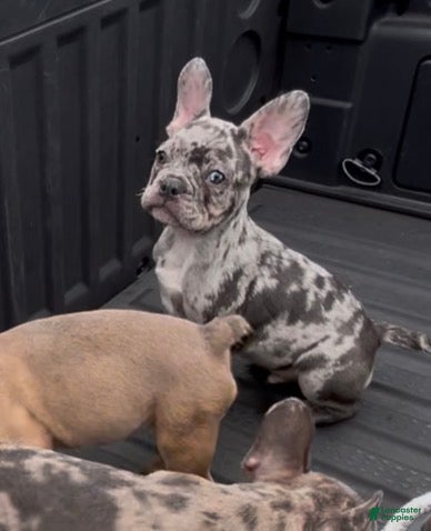 French Bulldog dogs French Bulldog Puppy 1 - Ad 13