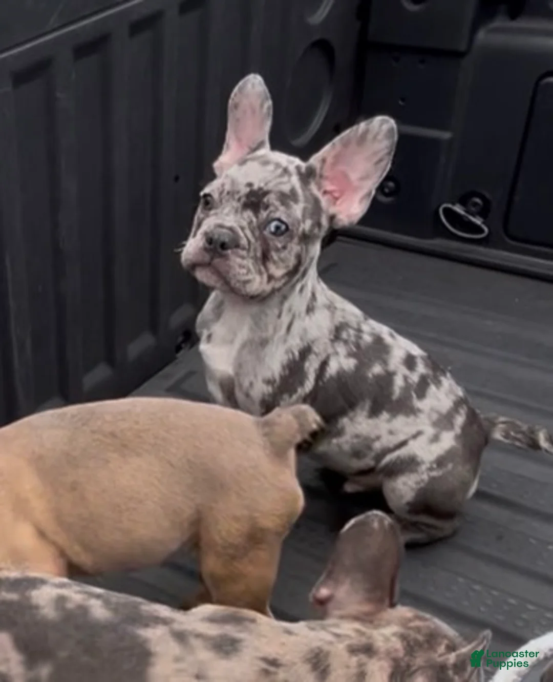 French Bulldog dogs for sale: French Bulldog Puppy 1 - Ad 1