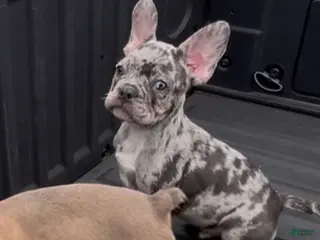 French Bulldog dogs French Bulldog Puppy 1 - Ad 13