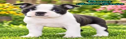 Boston Terrier dogs for sale: Chester Male Boston Terrier - Ad 1