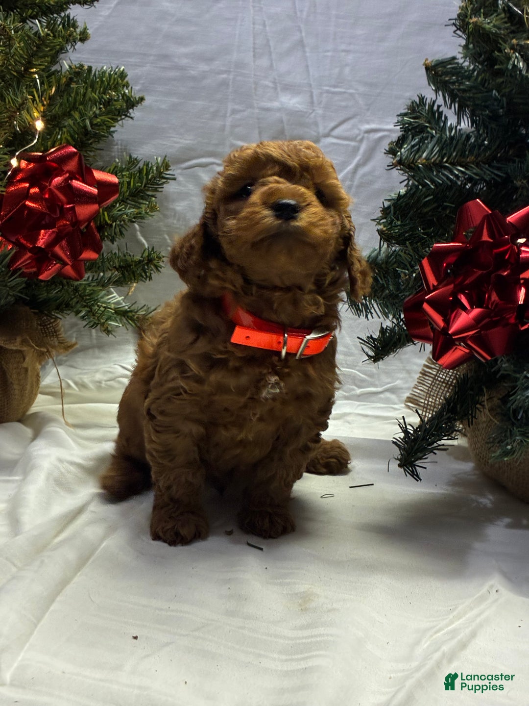 Mini Goldendoodle dogs for sale: Frosty - Ad 2