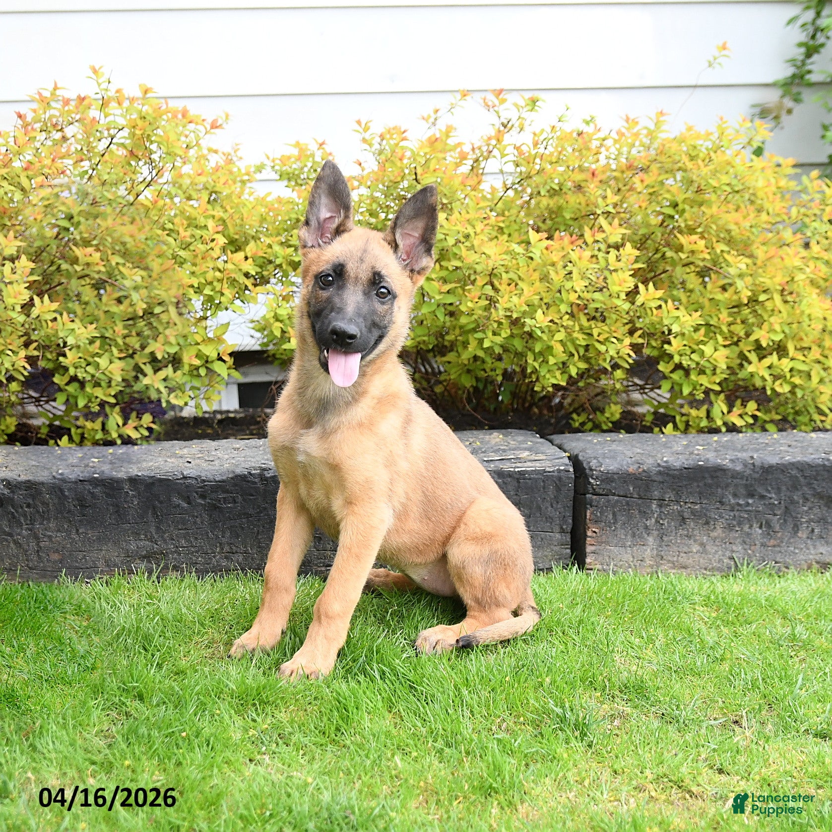 Mixed Breed dogs Tilly - Ad 1