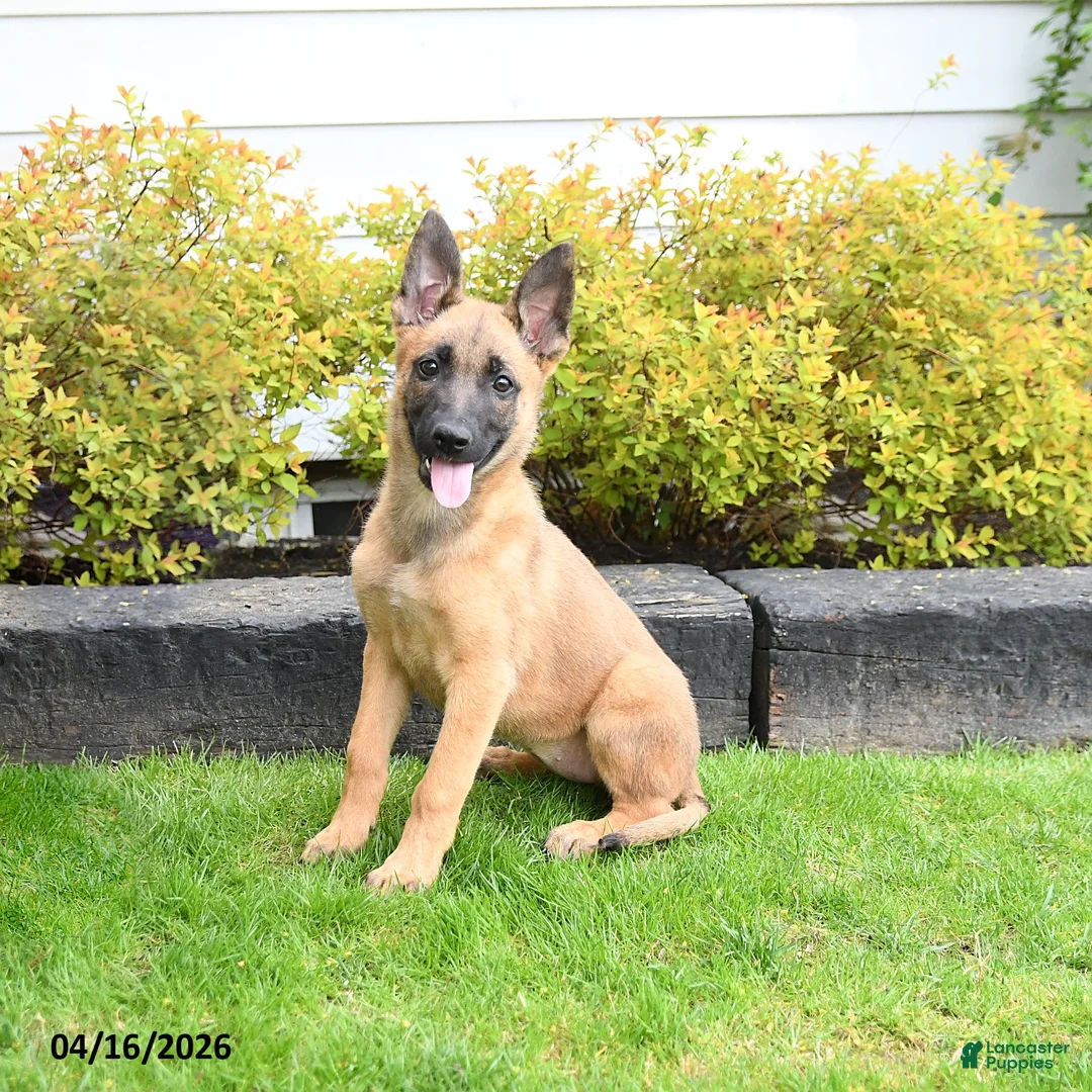 Mixed Breed dogs for sale: Tilly - Ad 1