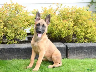 Mixed Breed dogs for sale: Tilly - Ad 1