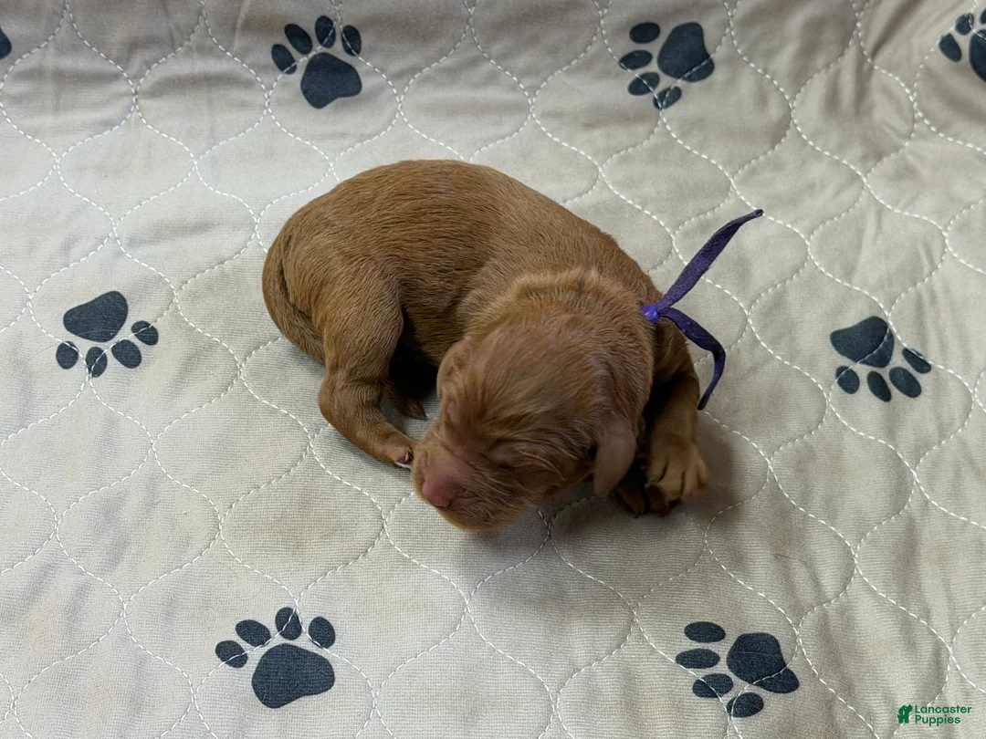 Goldendoodle dogs for sale: Purple - Goldendoodle Puppy 8 - Ad 1