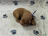 Purple - Goldendoodle Puppy 8