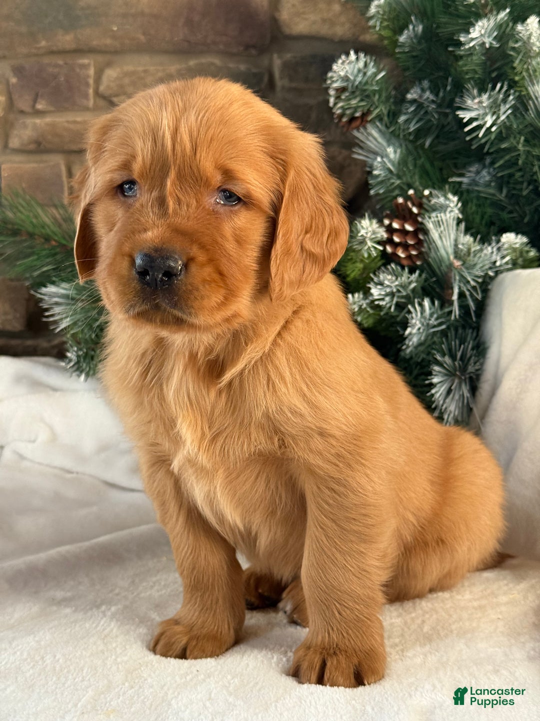 Golden Retriever dogs for sale: Jack - Ad 3
