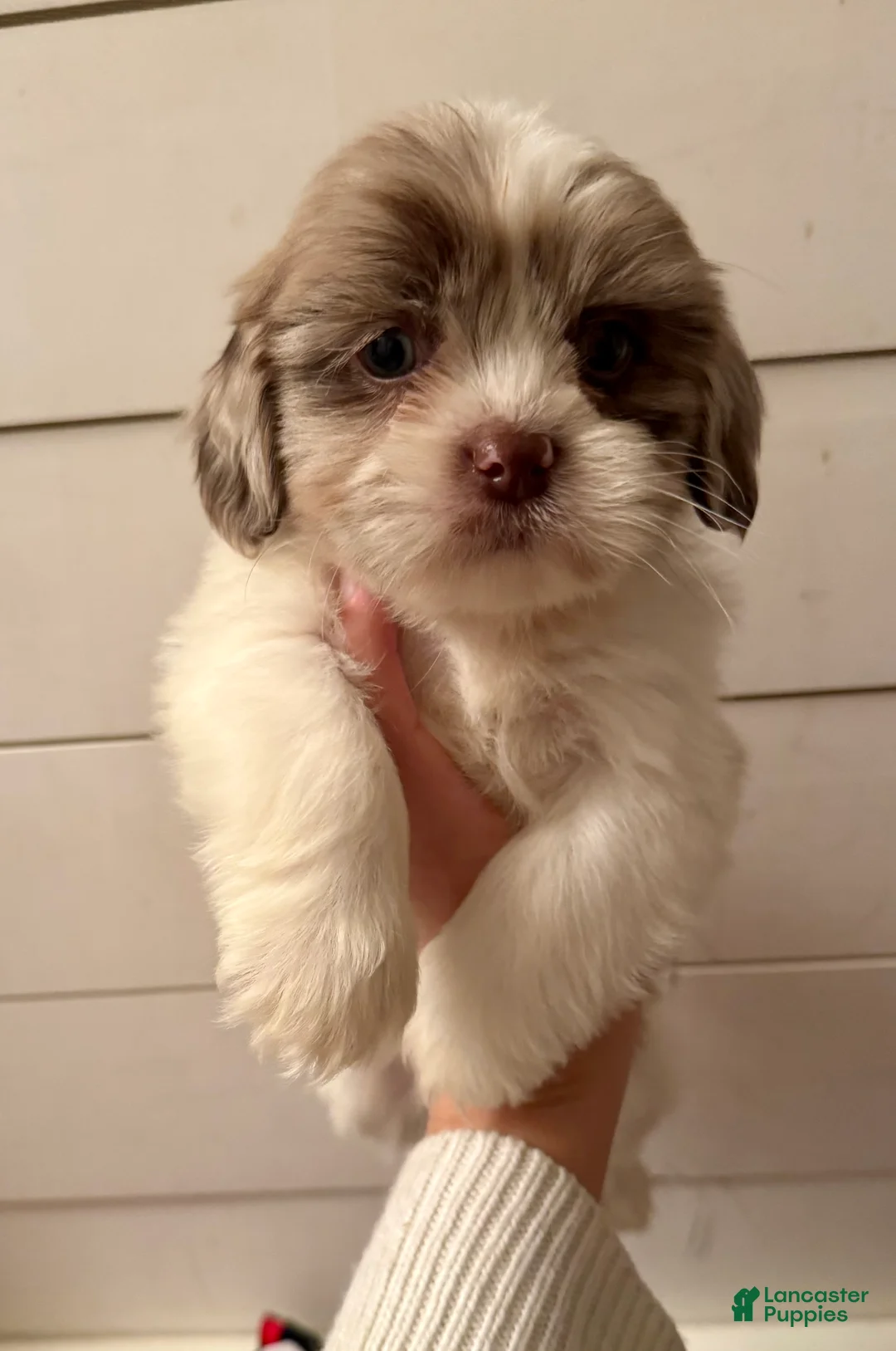 Shihpoo dogs for sale: Beau - Ad 18