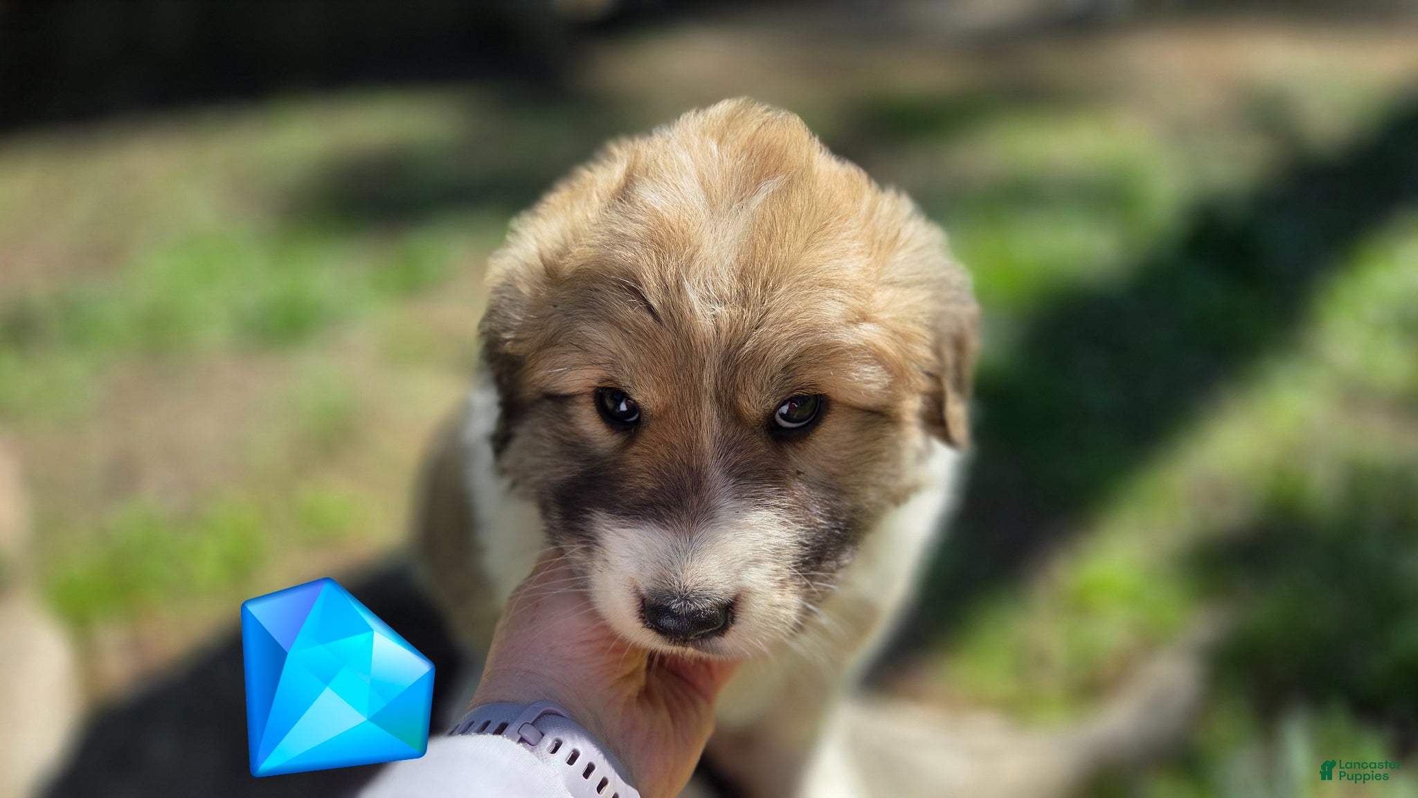 Great Pyrenees dogs Great Pyrenees Puppy 1 - Ad 1