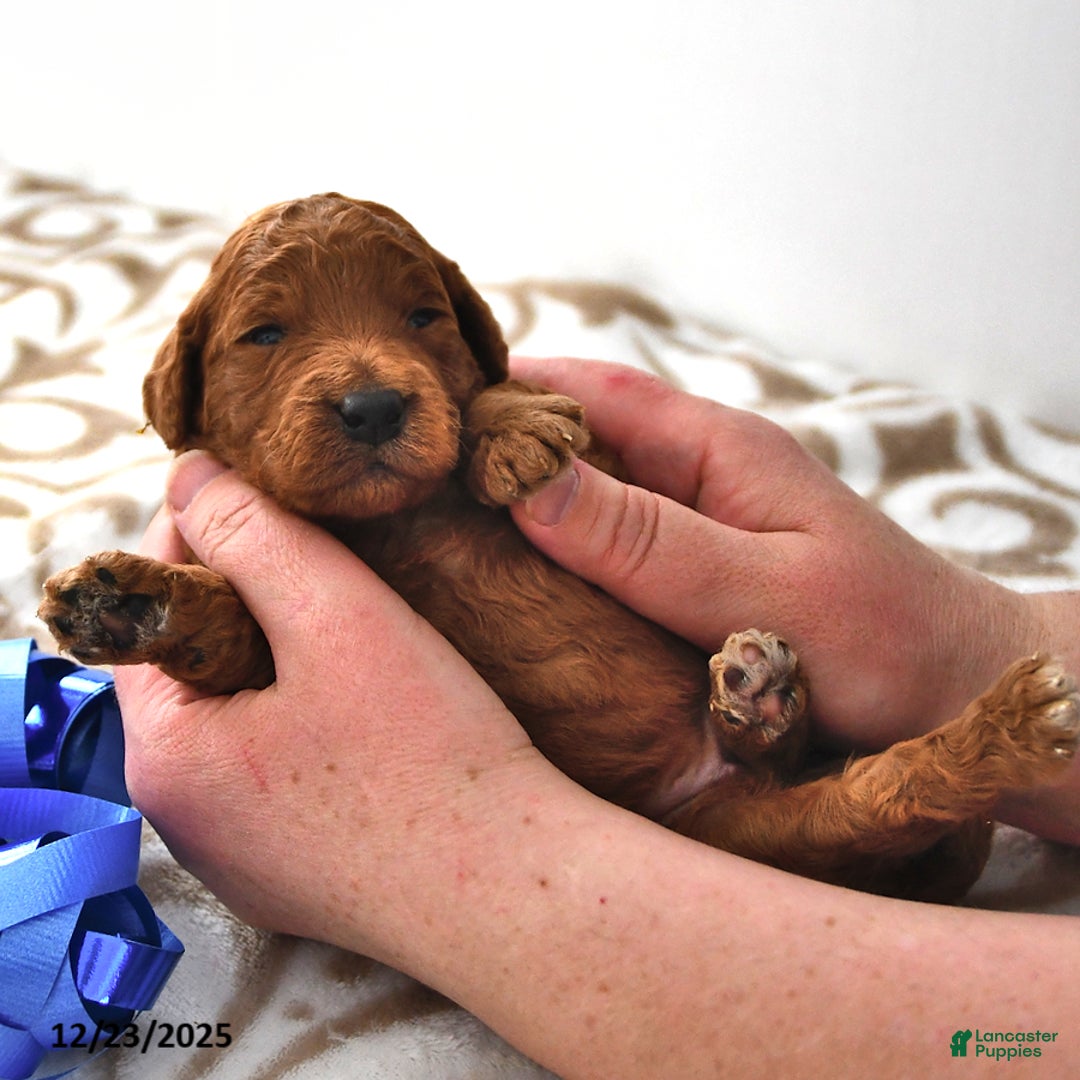 Mini Goldendoodle dogs for sale: Otis - Ad 9