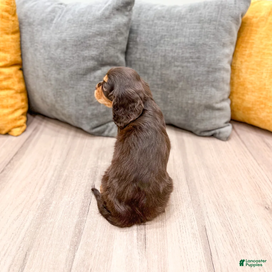 Cavalier King Charles Spaniel dogs for sale: Chico - Ad 5