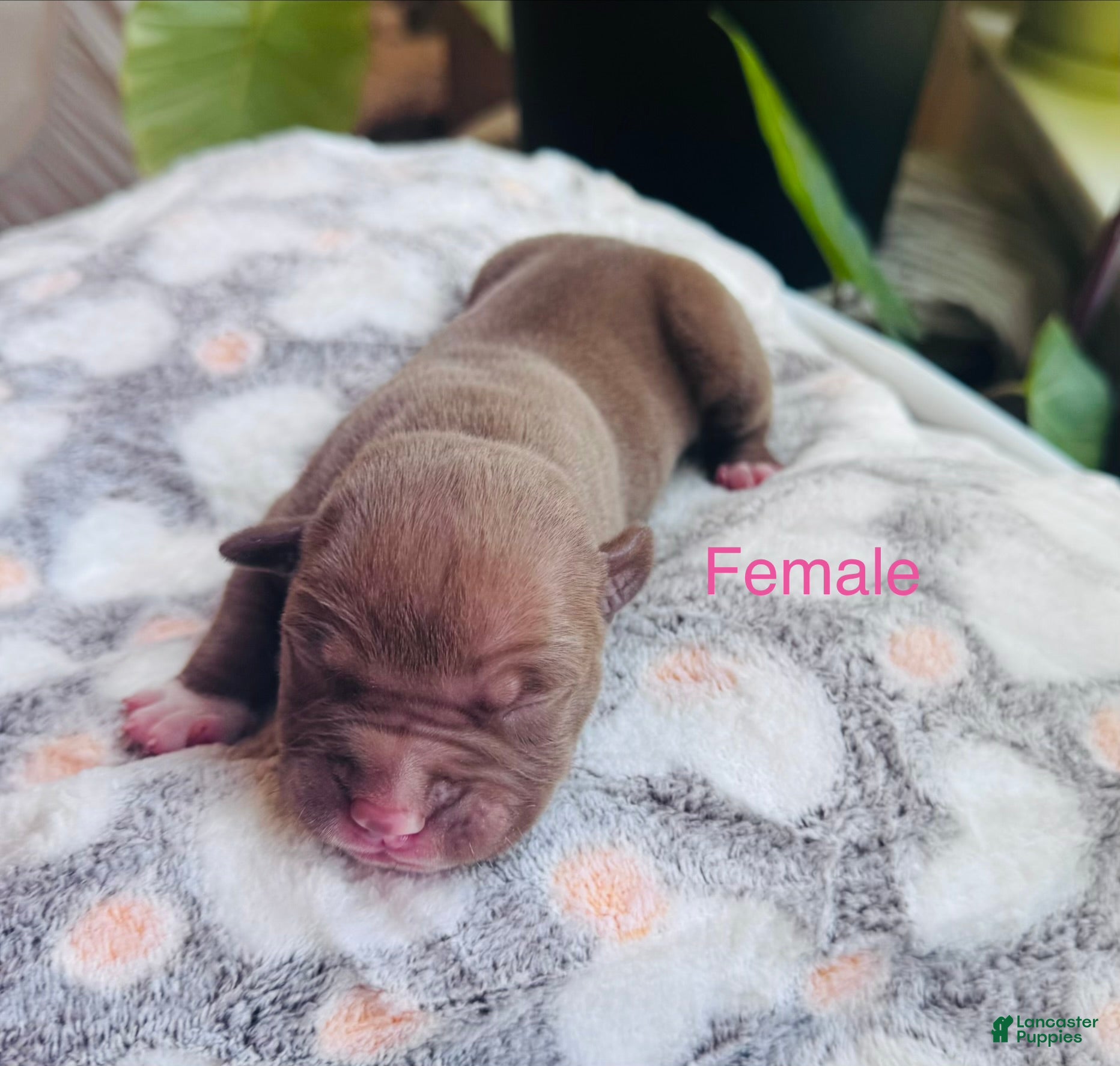 American Bully dogs American Bully 10 - Ad 19