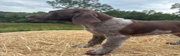 German Shorthaired Pointer dogs for sale: German Shorthaired Pointer 1 - Ad 7