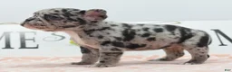 Mixed Breed dogs for sale: Ruby merle - Ad 19