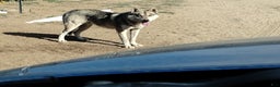 Alaskan Husky dogs for sale: Alaskan Husky Puppy 2 - Ad 3