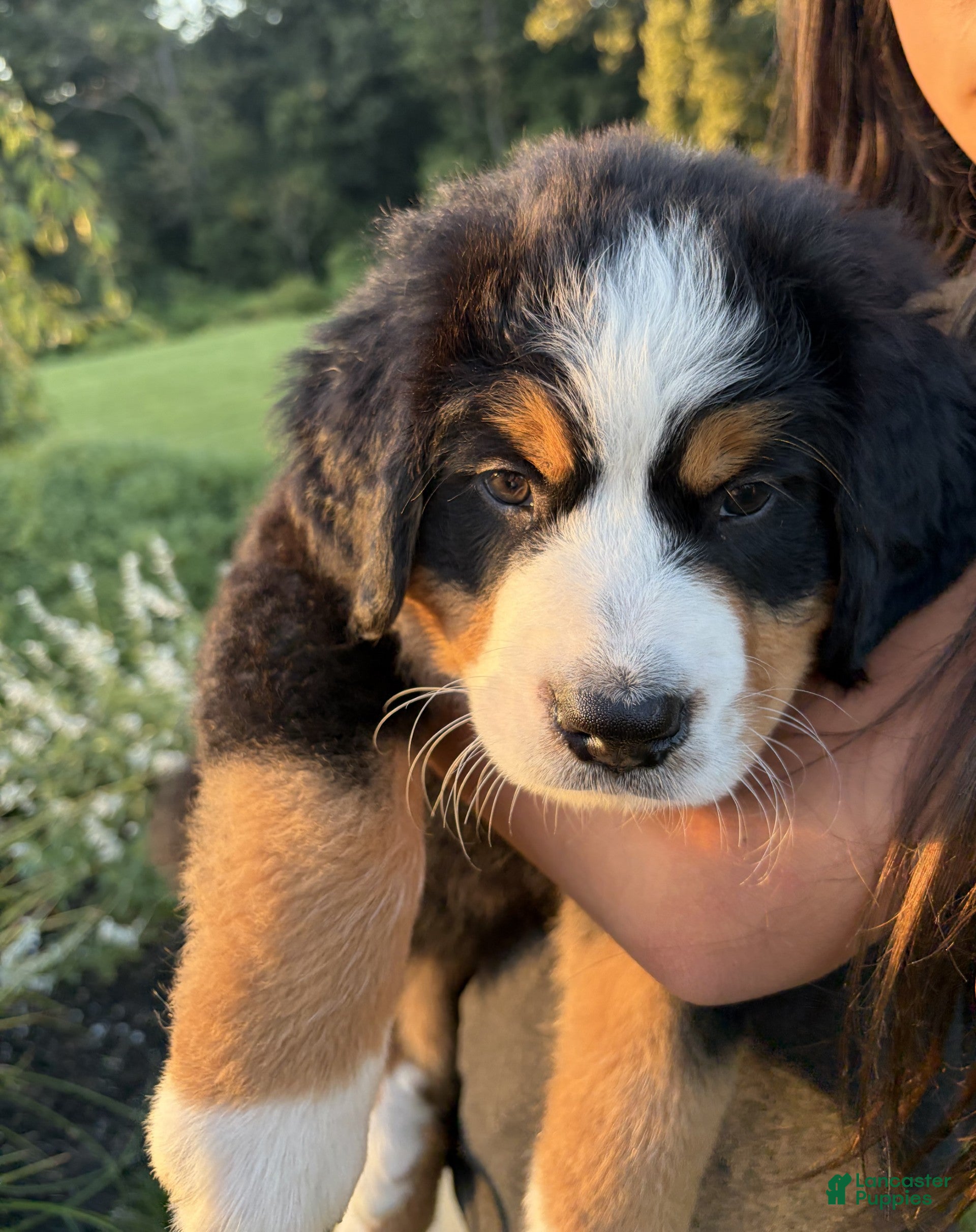 Bernese Mountain Dog dogs Kipper - Ad 27