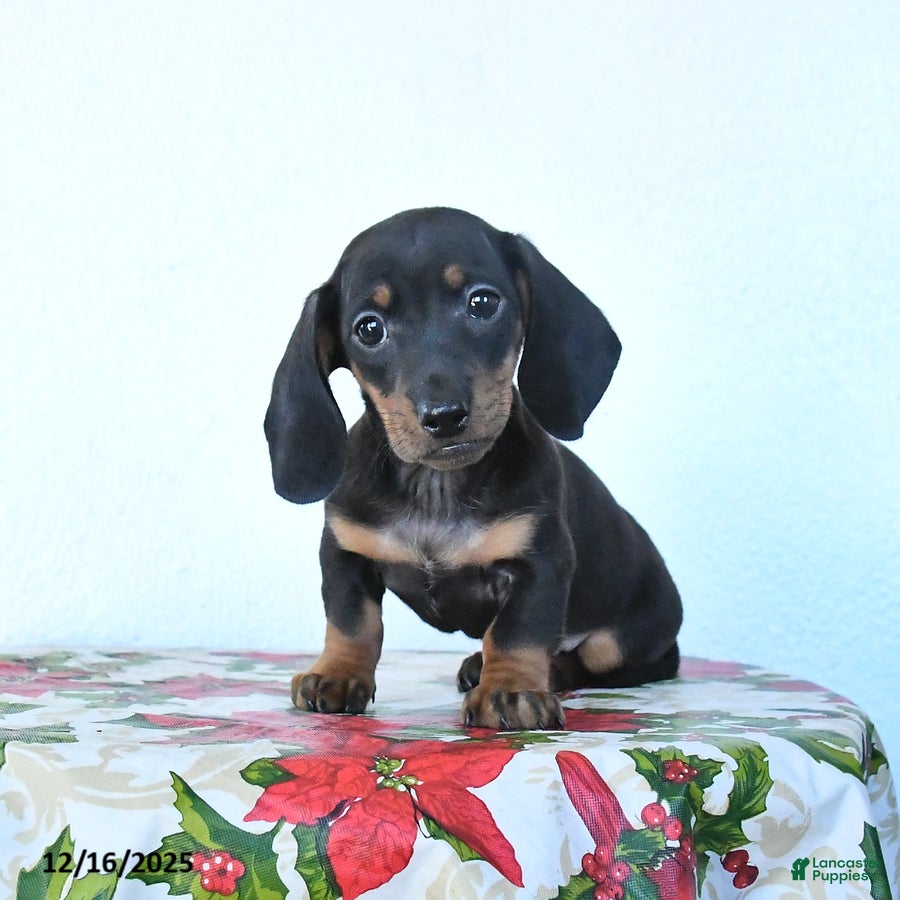 Miniature Dachshund dogs Scamper - Ad 9