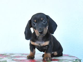 Miniature Dachshund dogs Scamper - Ad 24