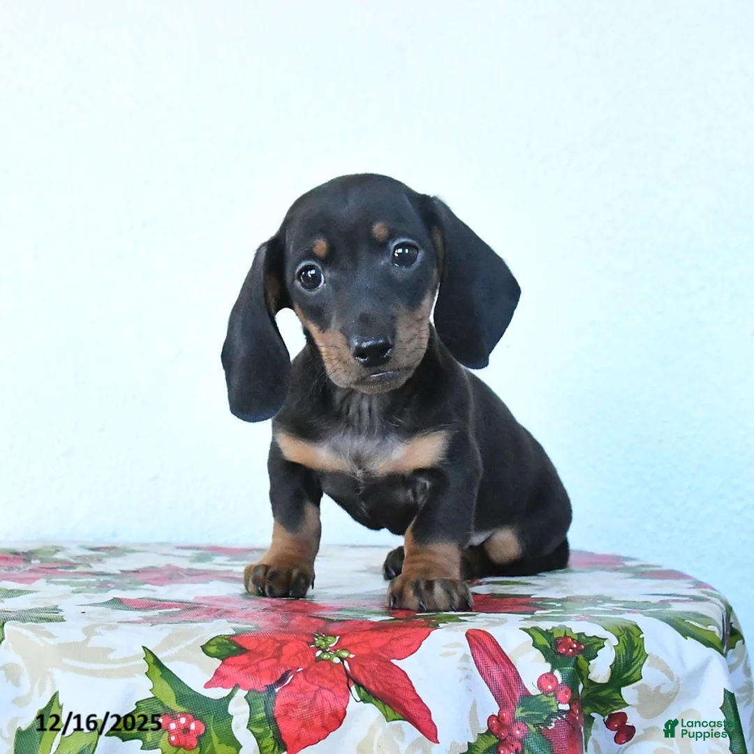 Miniature Dachshund dogs for sale: Scamper - Ad 6