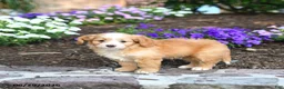 Mini Bernedoodle dogs for sale: Penn - Ad 4