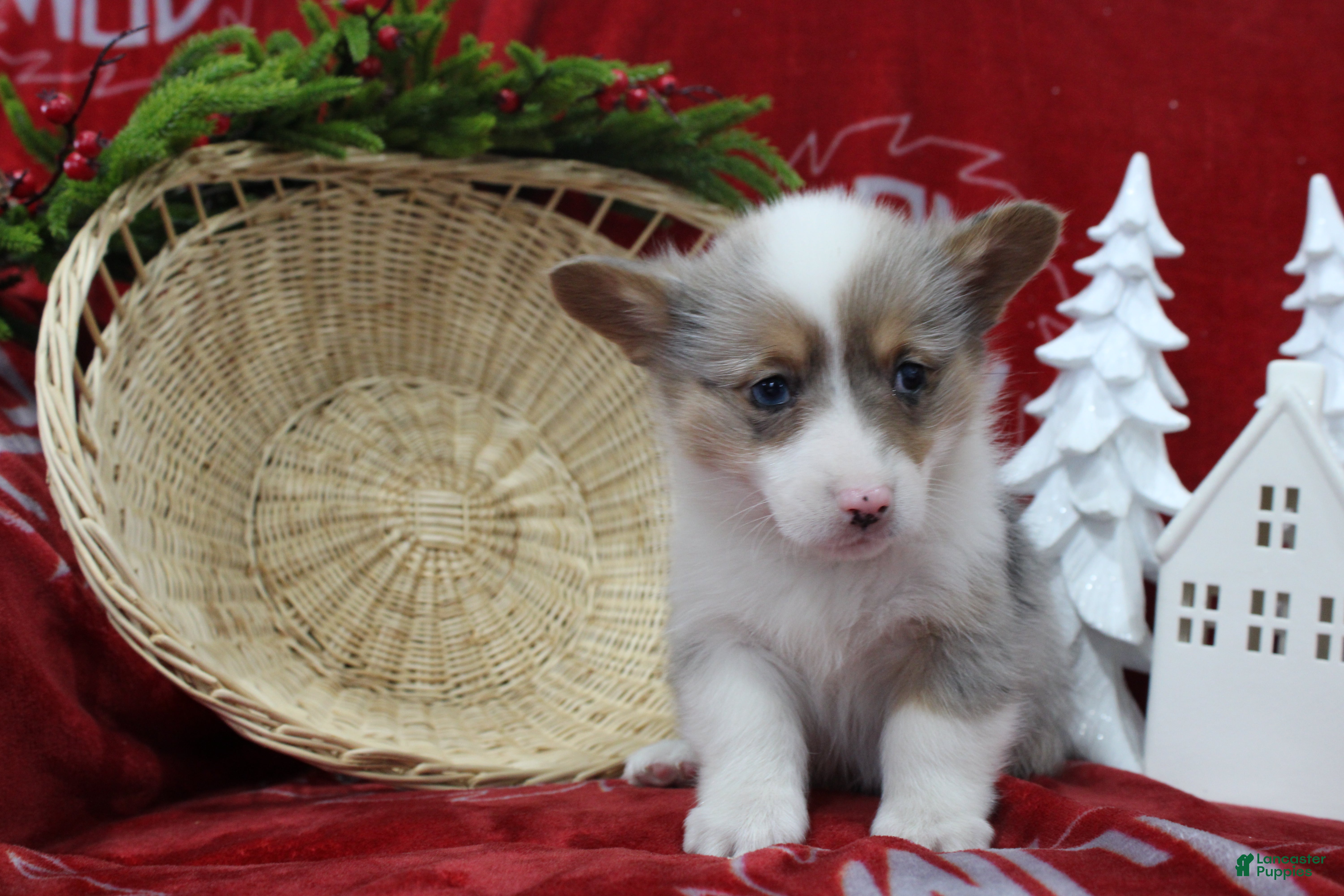 Welsh Corgi Pembroke dogs Beverly - Ad 25