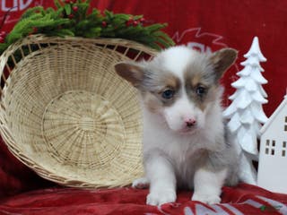 Welsh Corgi Pembroke dogs Beverly - Ad 25