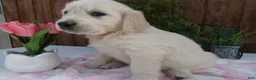 Golden Retriever dogs for sale: Golden Retriever 6 Misty - Ad 3