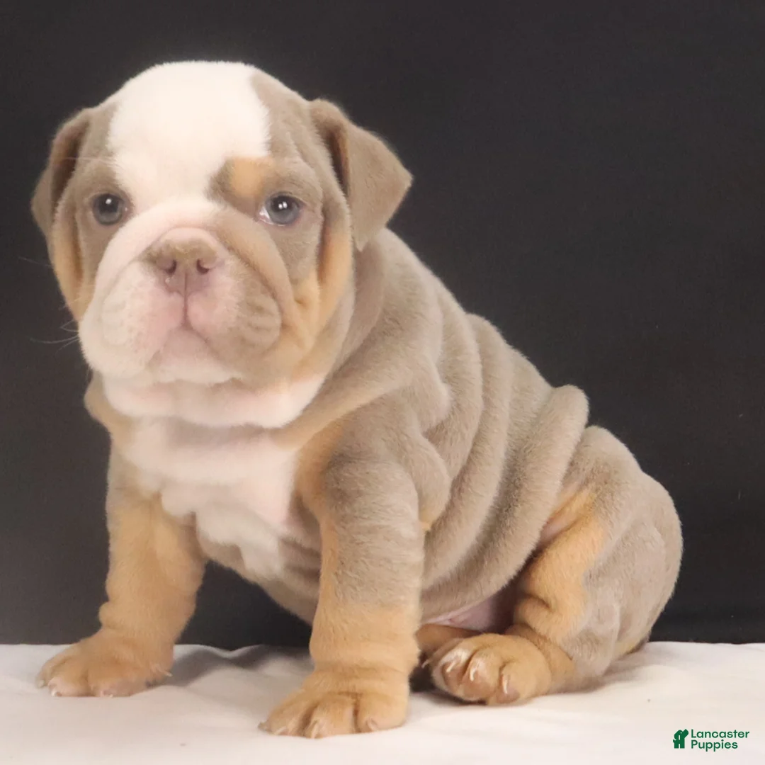English Bulldog dogs for sale: Tyler - Ad 8