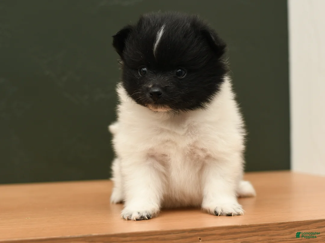 Pomeranian dogs for sale: Warden - Ad 3