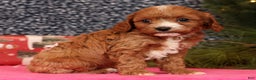 Cavapoo dogs for sale: Lucas - Ad 9