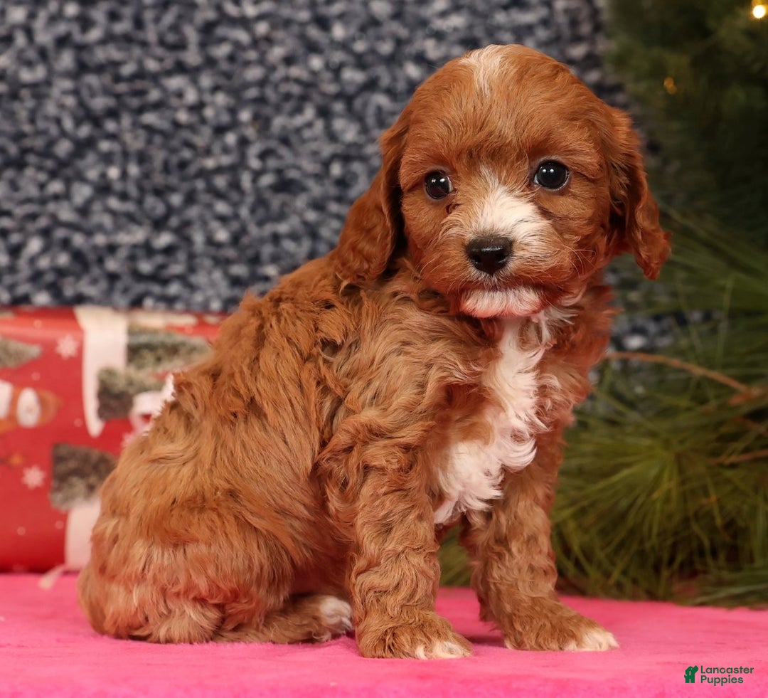 Cavapoo dogs for sale: Lucas - Ad 9
