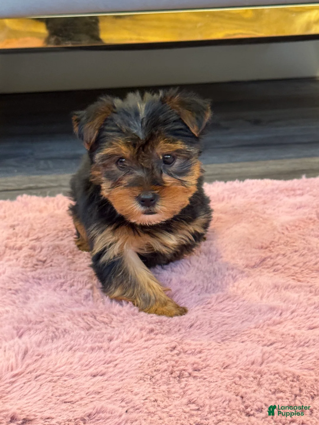 Yorkshire Terrier dogs for sale: Jasper - Ad 1